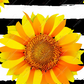 Sunflowers - Vinyl Pen Wrap